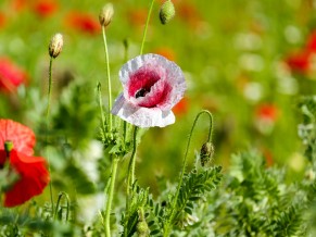 Poppy Garden 4K HD