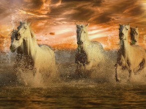 Running White Horses 4K