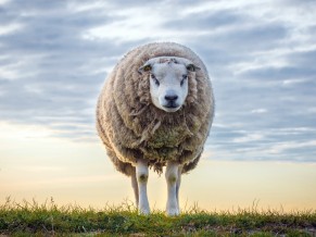 Sheep Grass Blue Sky 4K