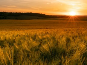 Sun Grass Clouds 4K HD