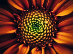 Sunflower 4K