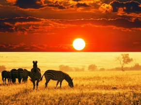 Sunset African Savanna 4K