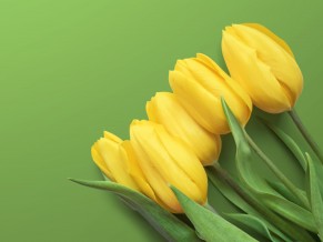 Yellow Tulips 4K