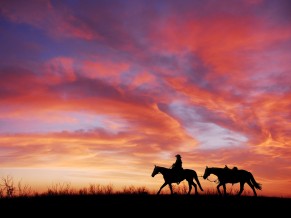 Cowboy Horses 4K