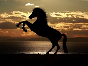 Horse Silhouette at Sunset 4K