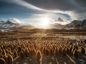 King penguin Chicks 4K