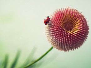 Ladybug on Pencil flower 4K