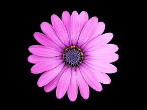 Margarita Purple Daisy...