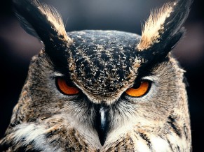 Owl 4K