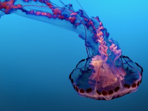 Underwater Jellyfish 4K 8K