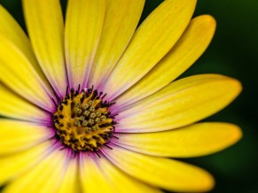 Yellow flower 4K