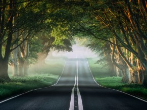 Misty Forest Road 4K