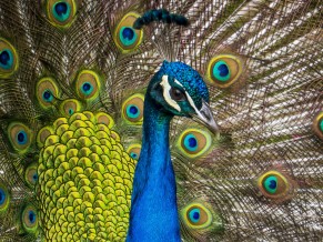 Peafowl