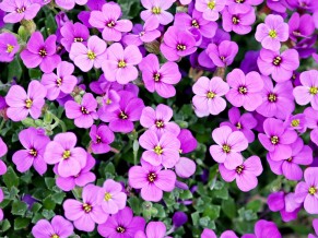 Purple Flowers 4K
