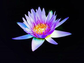 Water lily 4K