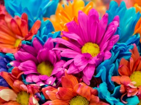 Colorful Flowers 4K