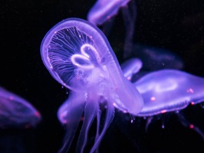 Purple Jellyfish Underwater 4K