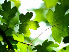 Green Leaves 4K