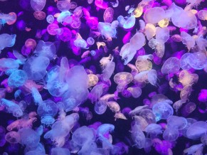 Colorful Jellyfishes 4K