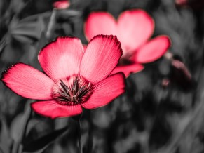 Pink Flowers 4K