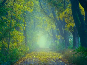 Autumn Foggy Forest 5K