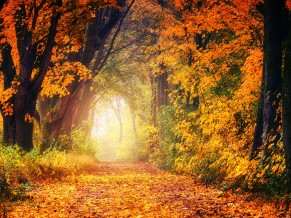 Autumn Forest Path 4K 5K