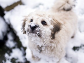 Cute dog in Winter Snow 4K 5K