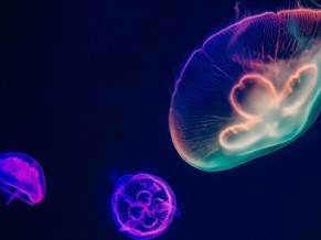 Jellyfishes 4K 5K