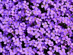 Purle Aubrieta flowers 5K