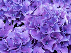 Violet Lilac Flowers 4K