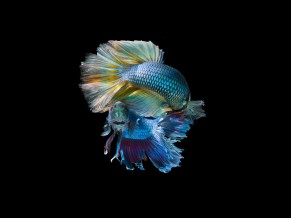 Underwater Fish 5K