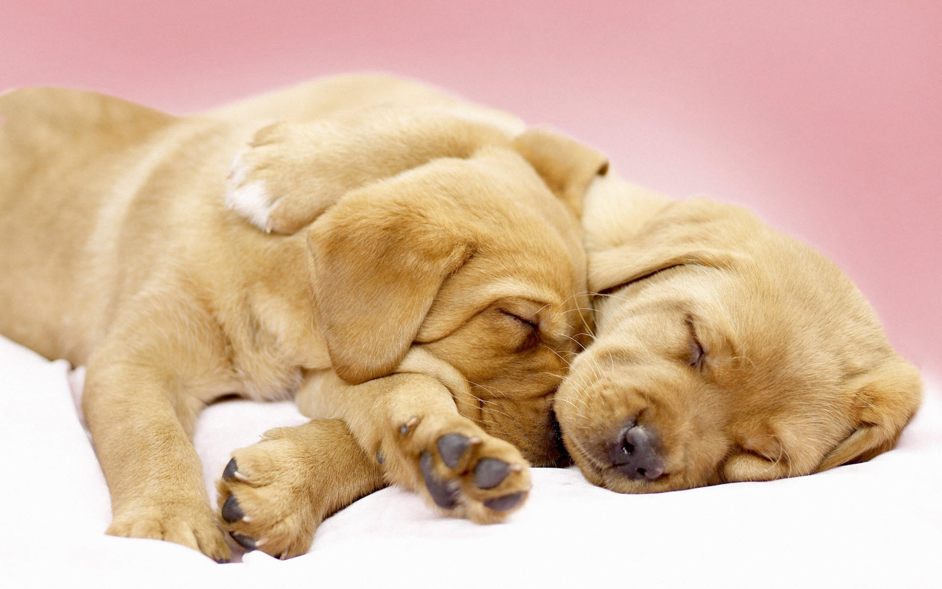 Собаки вместе спят. Лабрадор ретривер щенок. Спящие щенки. Спящий щенок.