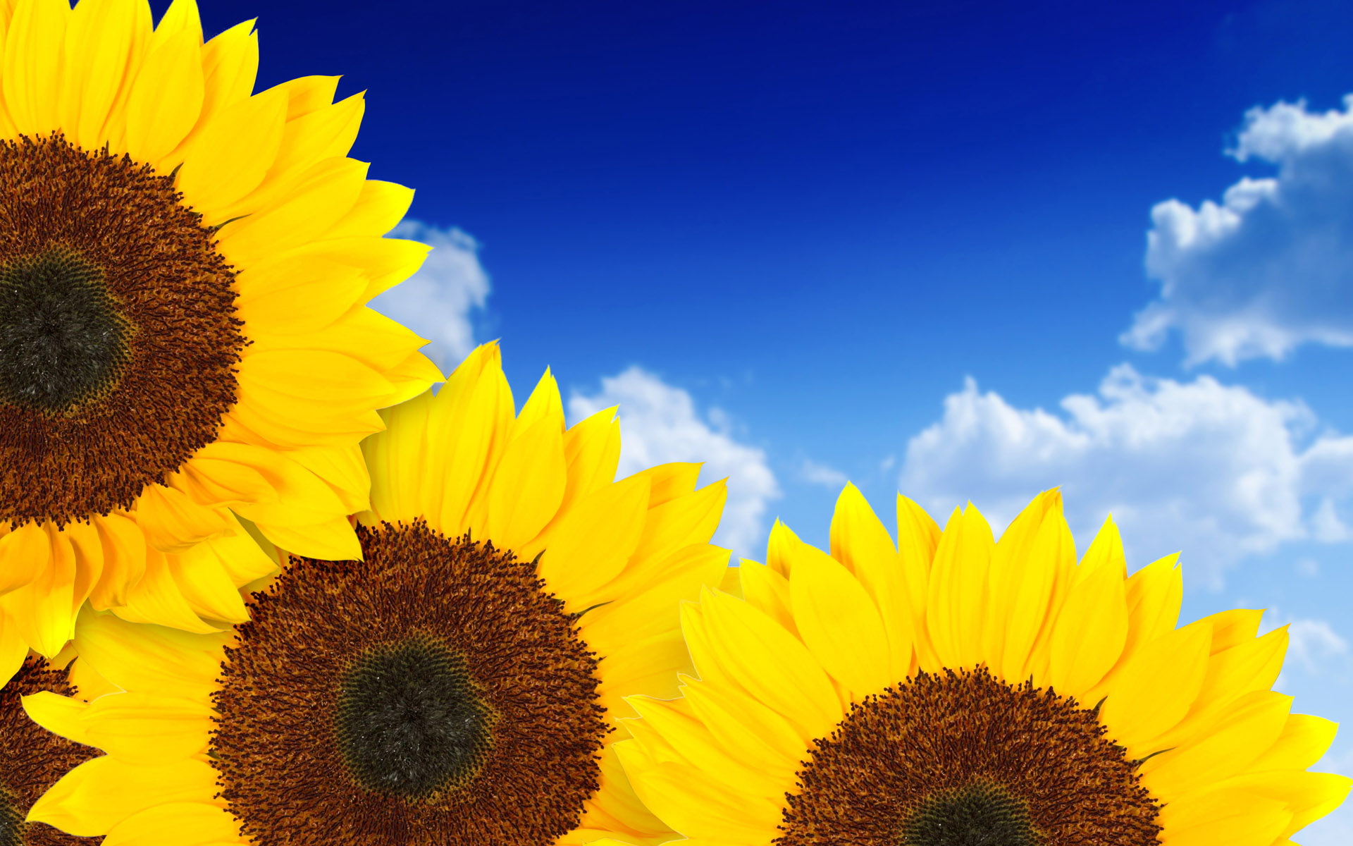 Download Pure Yellow Sunflowers Wallpapers | Wallpapers HD