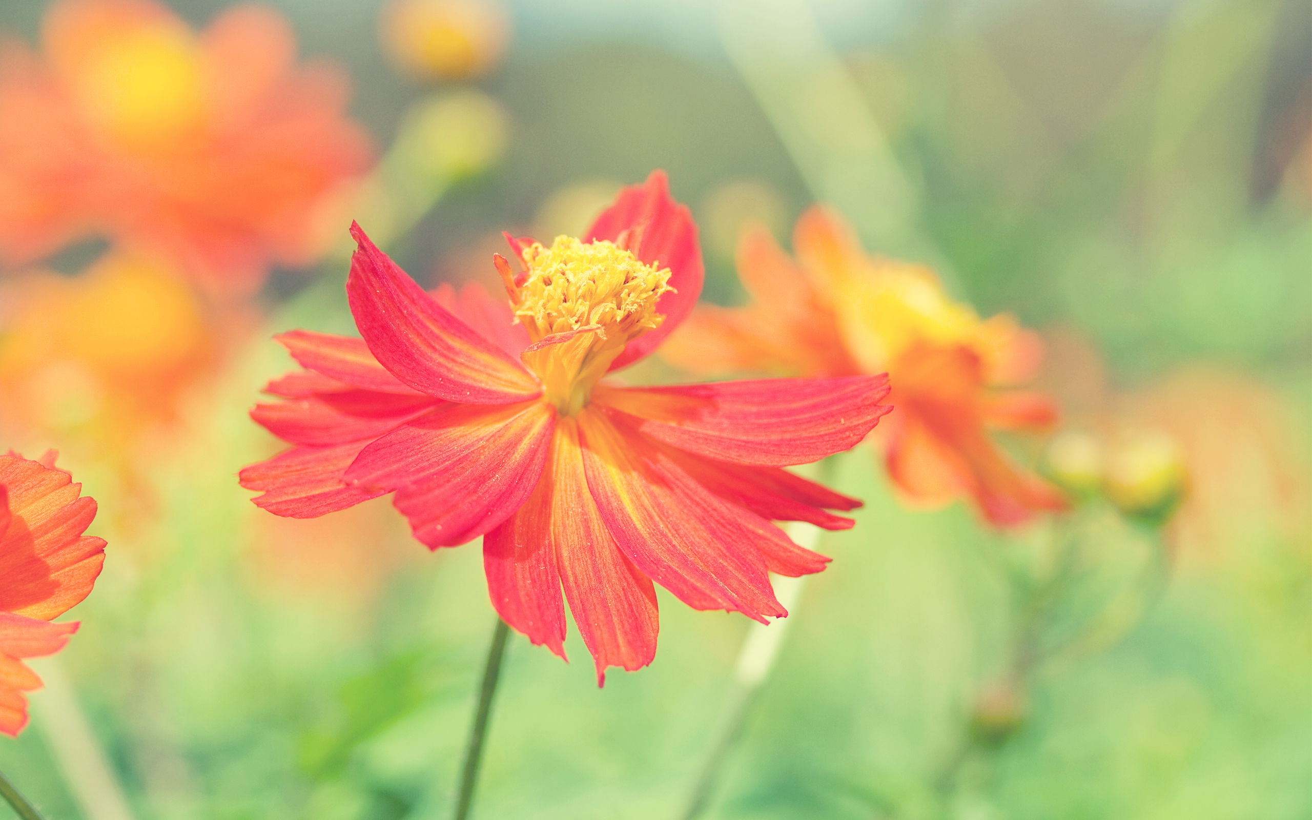Cosmos Autumn Flower Wallpapers | Wallpapers HD