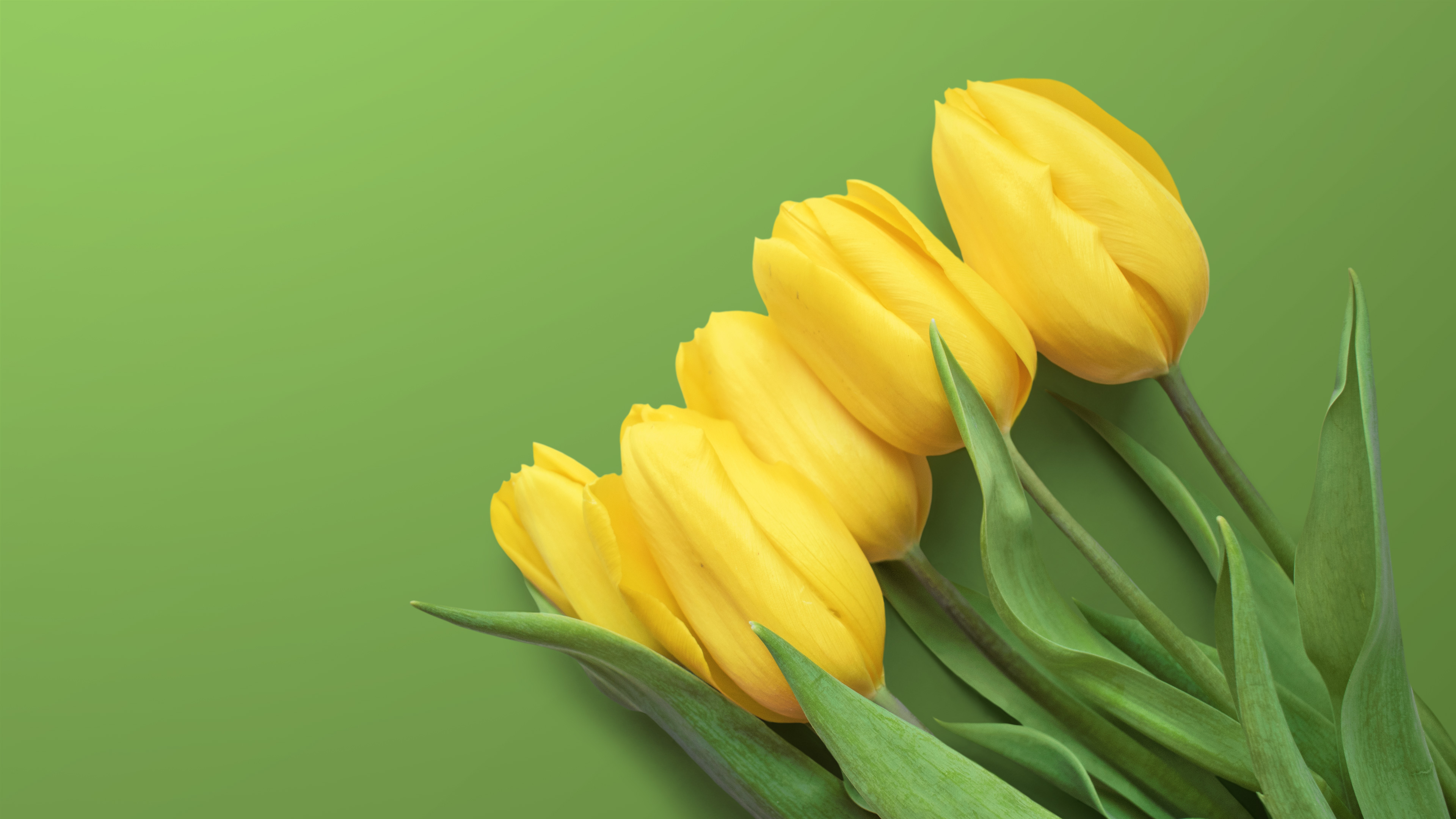 Yellow Tulips 4K Wallpapers | Wallpapers HD