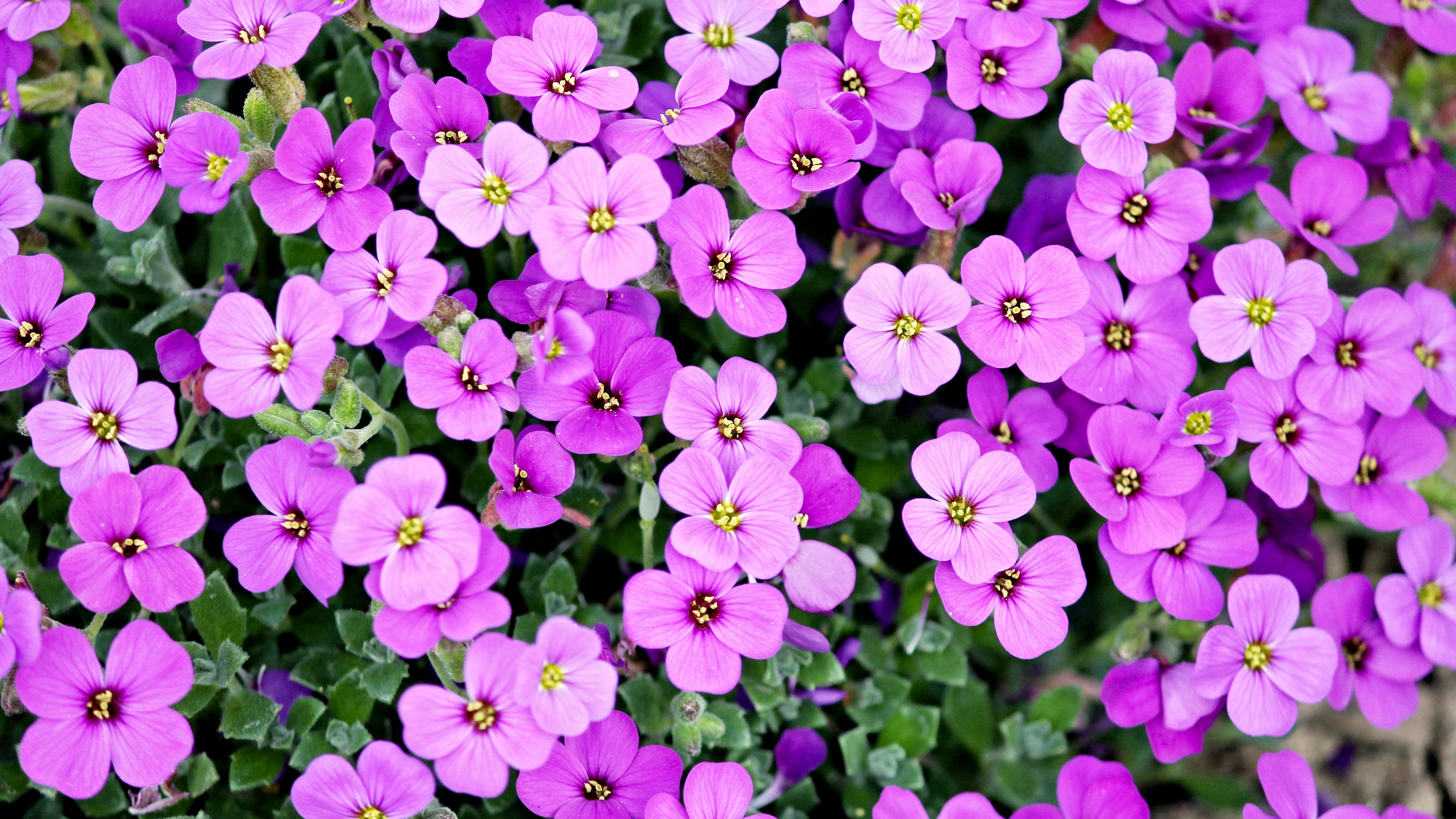 Purple Flowers 4K Wallpapers | Wallpapers HD